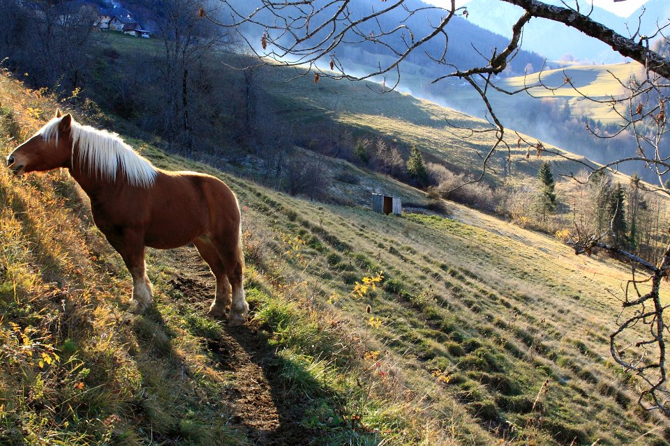 chartreuse alpages  47