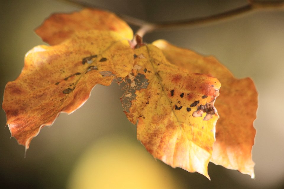 chartreuse en automne2