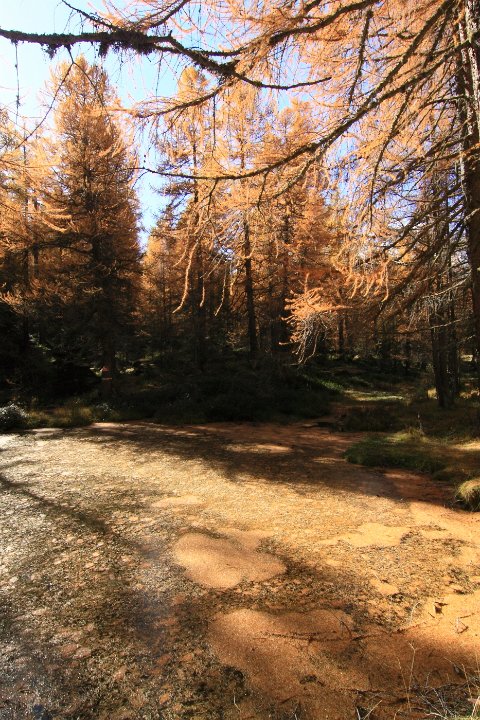 le monal en automne 81