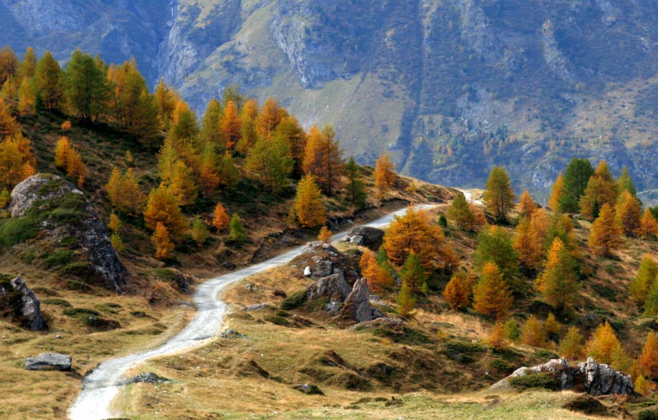 monal automne 183