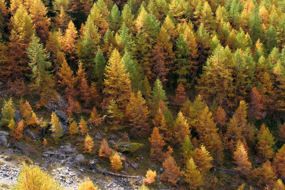 monal automne 212 2