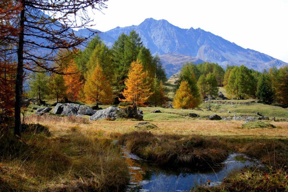 monal automne 241 2