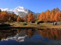 le monal en automne_41.JPG