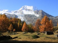 le monal en automne_53.JPG