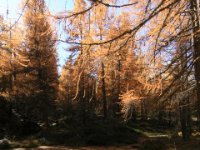 le monal en automne_81.JPG