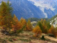 monal automne_195_2.jpg