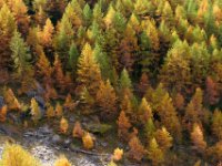 monal automne_212_2.jpg
