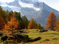 monal automne_259.jpg