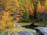 monal automne_271_2.jpg