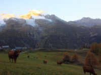 monal petit matin_8.JPG