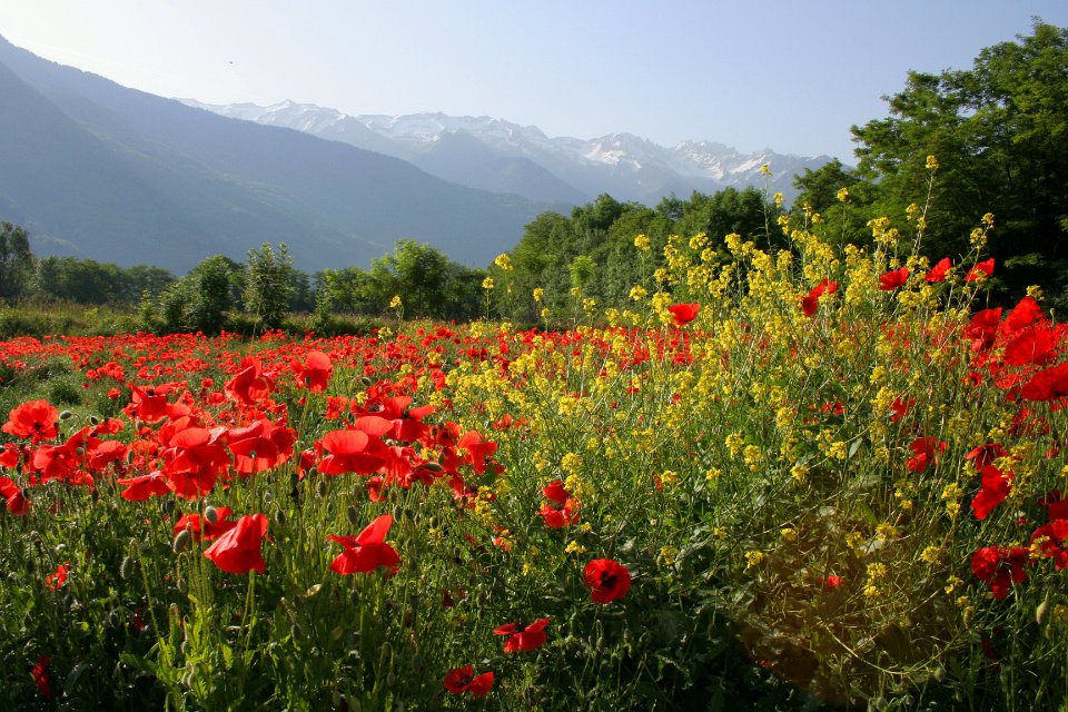 Coquelicots aiguebelle 1
