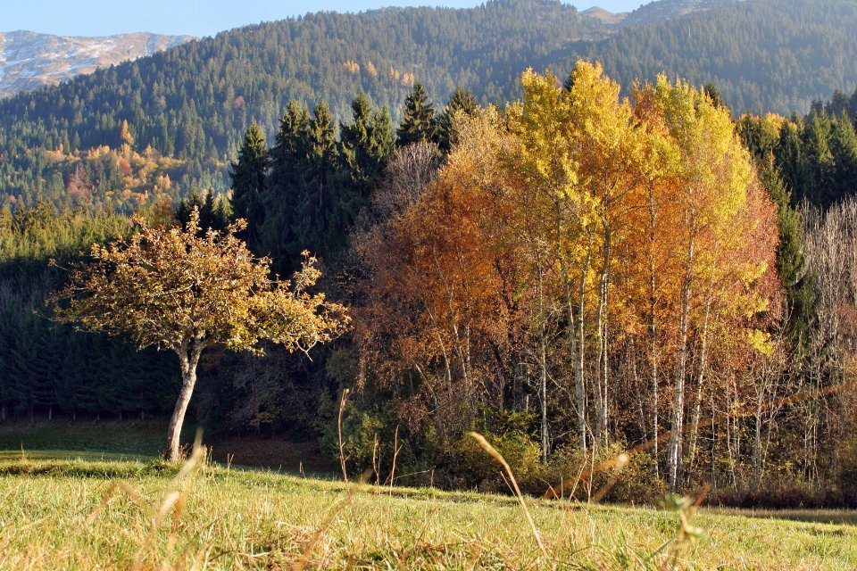 Le petit pommier
