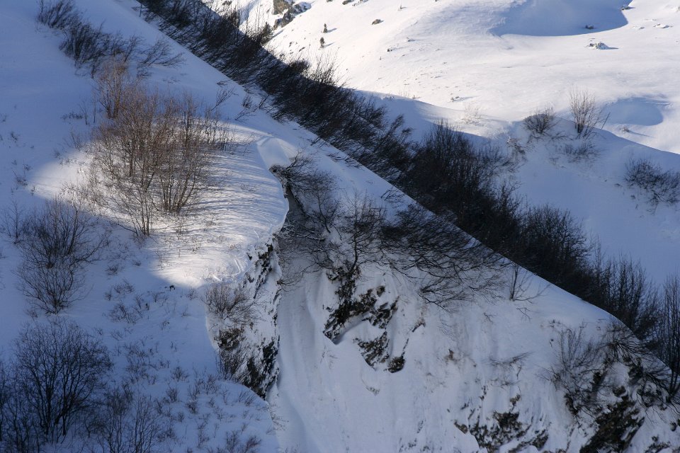 arbres en hiver