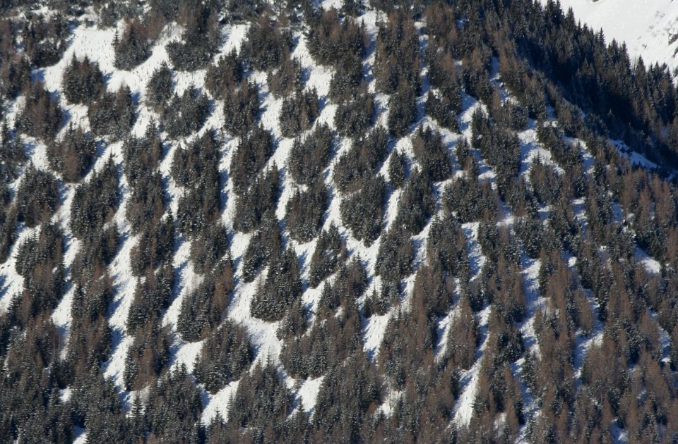 arbres en motif
