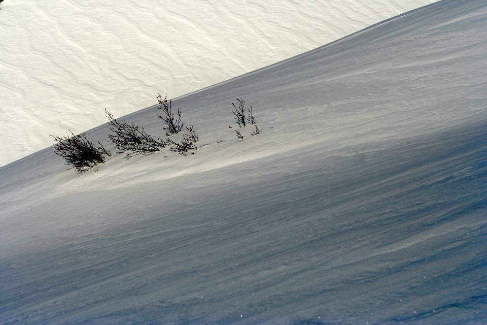 arbuste en hiver