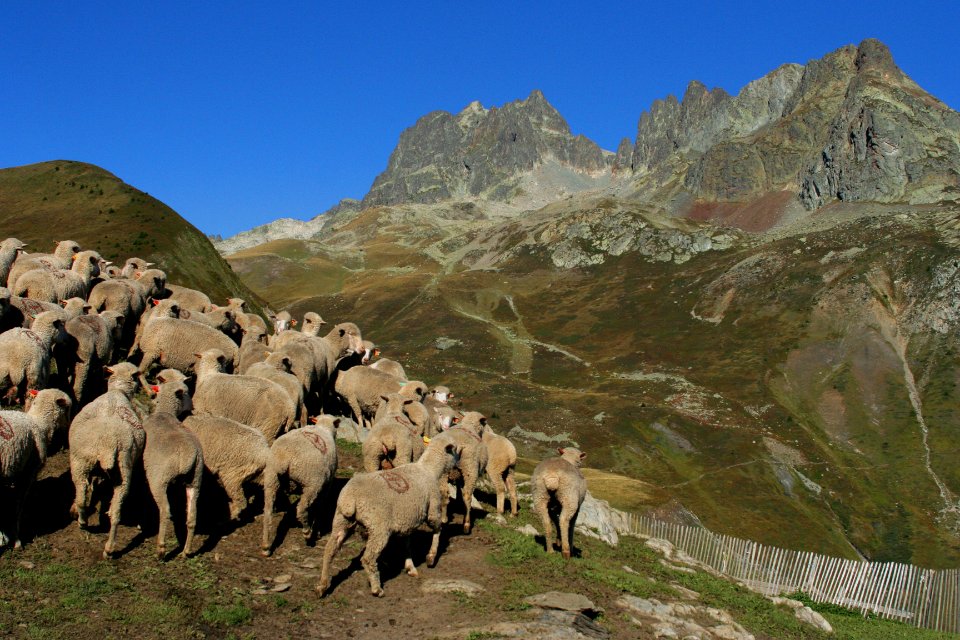 Brebis au Glandon