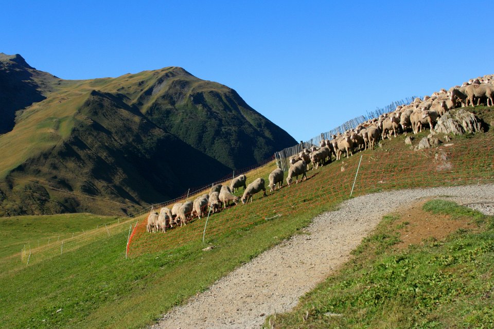 Refuge Etendard 009