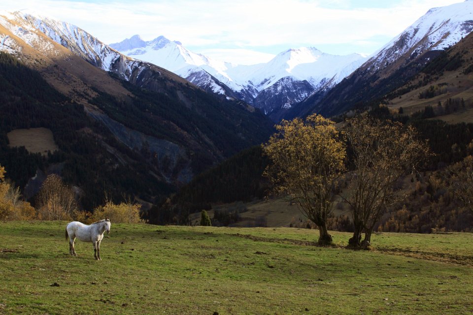 chevaux de montagne 33