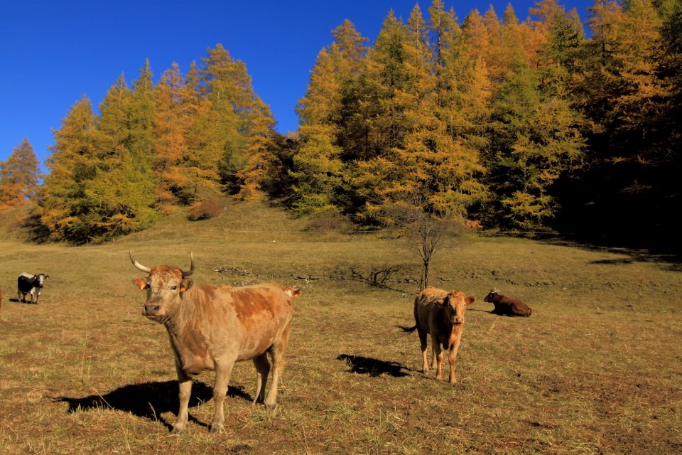 alpages a bessans 5
