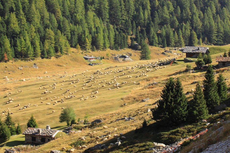 orgere automne  10
