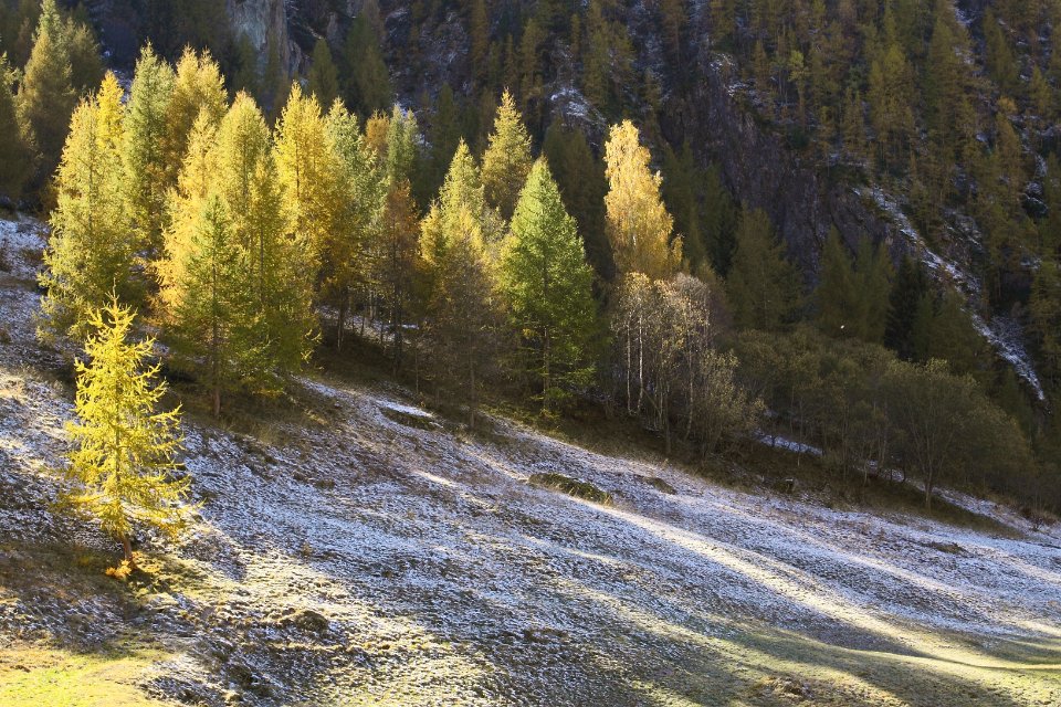 Rosuel en automne3