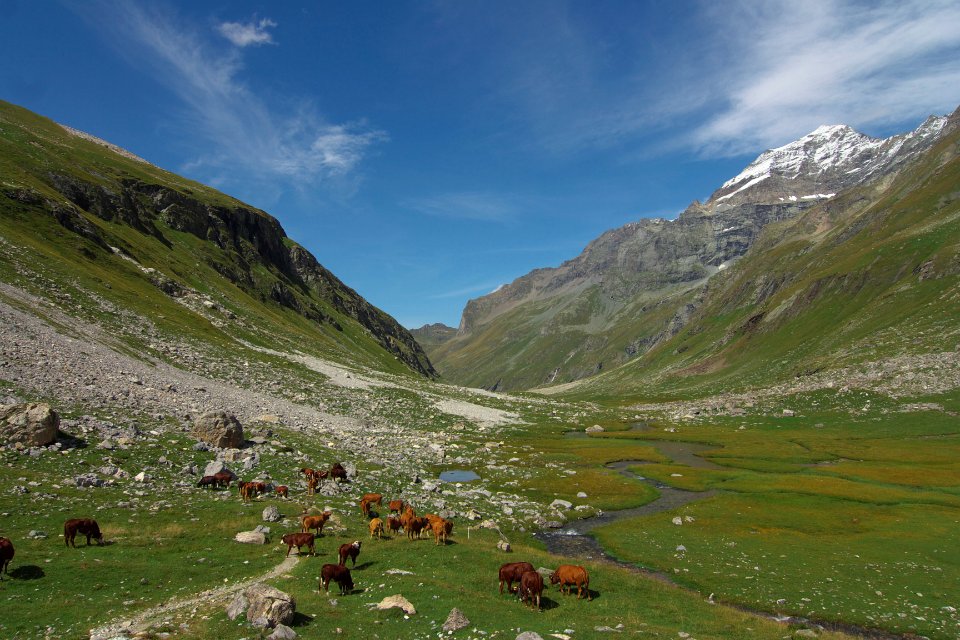 mont pourri paturages
