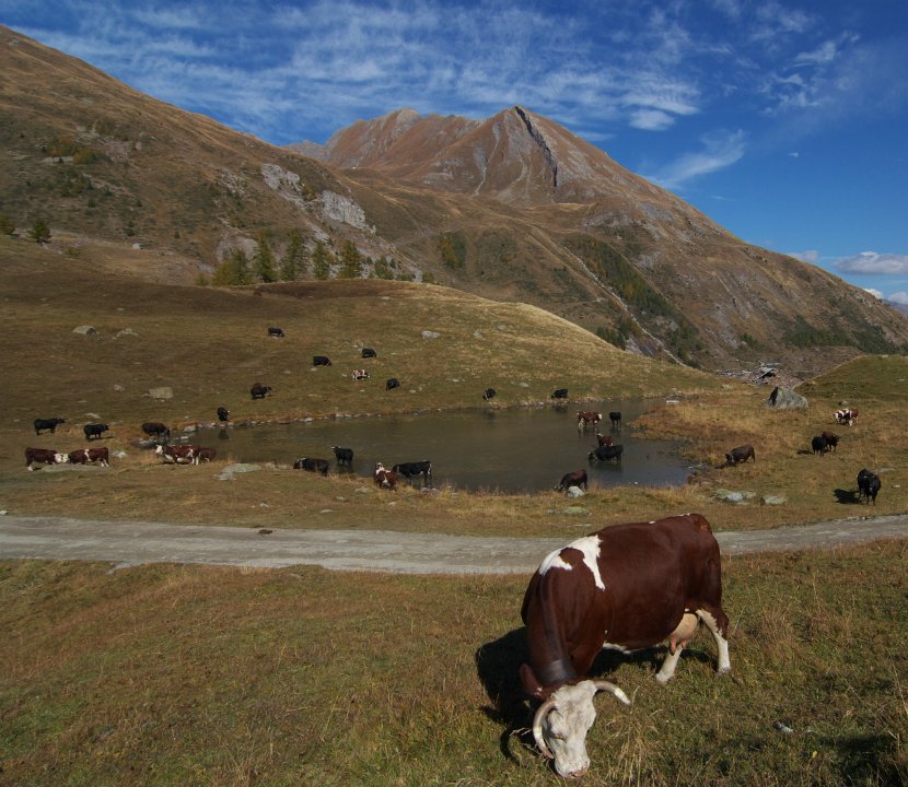 photoSaint bernard 24