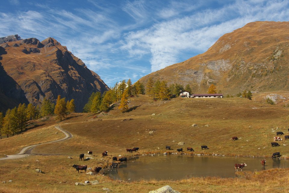 photoSaint bernard 31 la cretaz