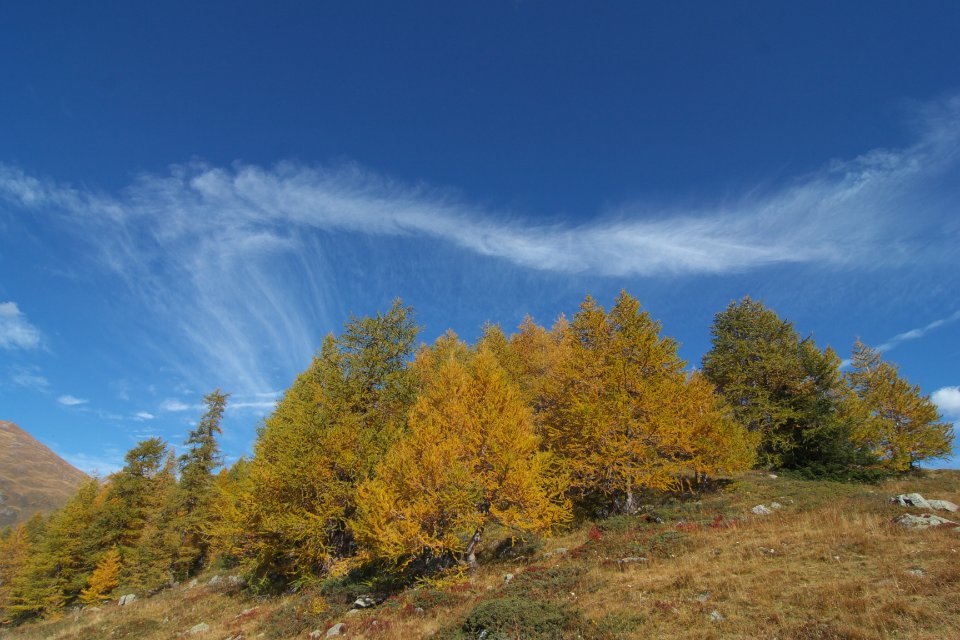 photoSaint bernard 38