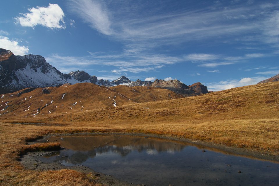photoSaint bernard 40