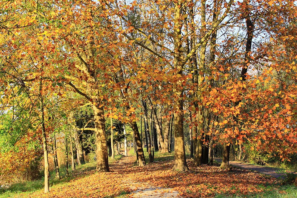 automne lac gresy 126dent chat