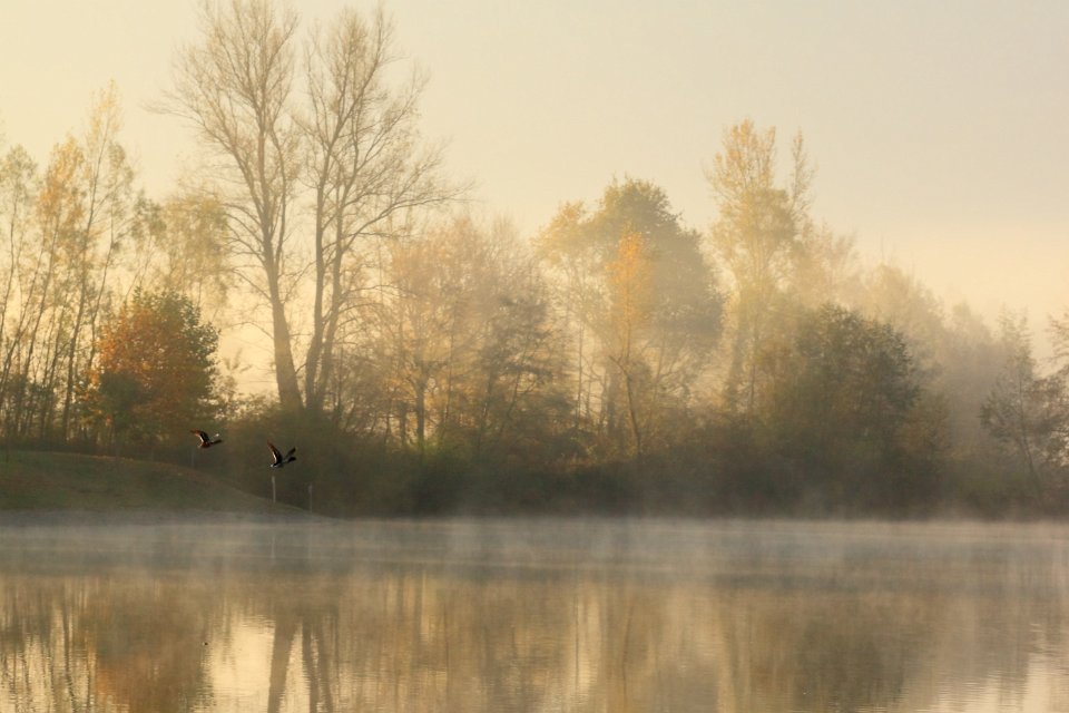 automne lac gresy 133dent chat