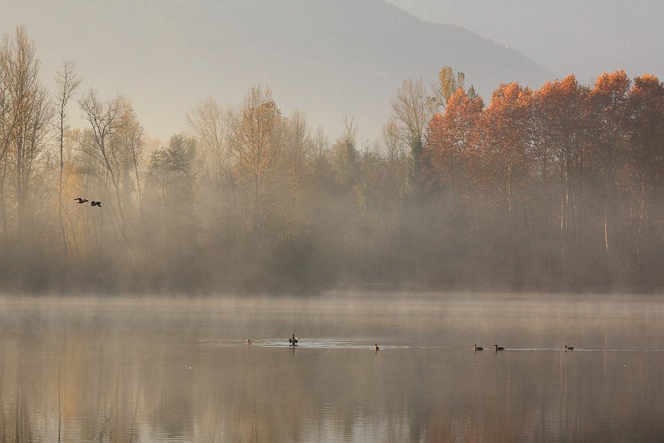 automne lac gresy 137dent chat