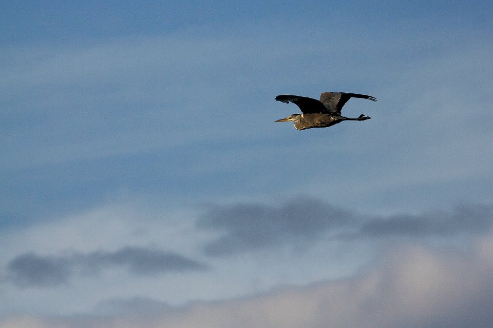 heron lac st helene 7