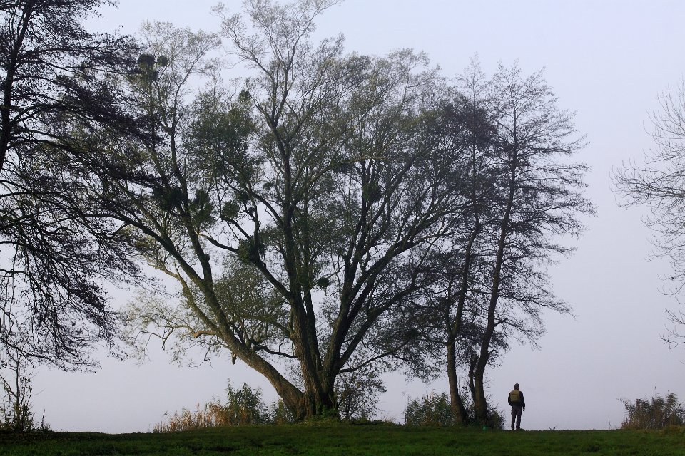 ste helene sous brume3