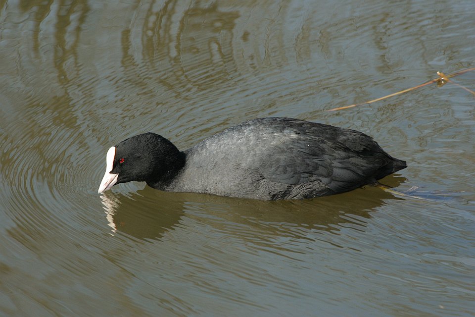 Foulque macroule Fulica atra 