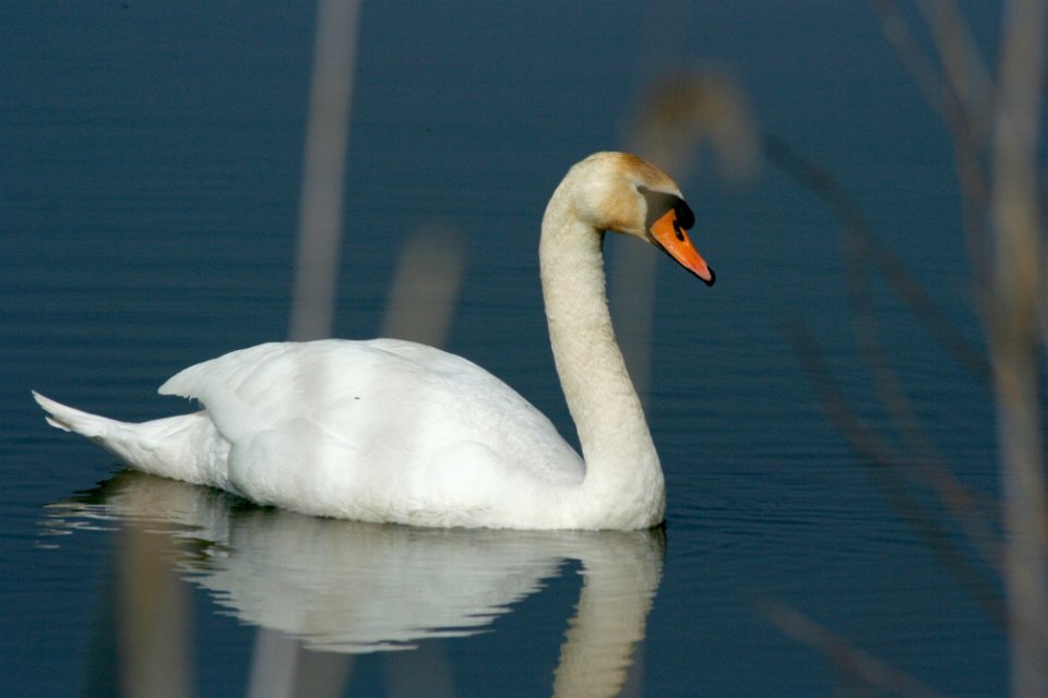 Lac du Bourget 01 2