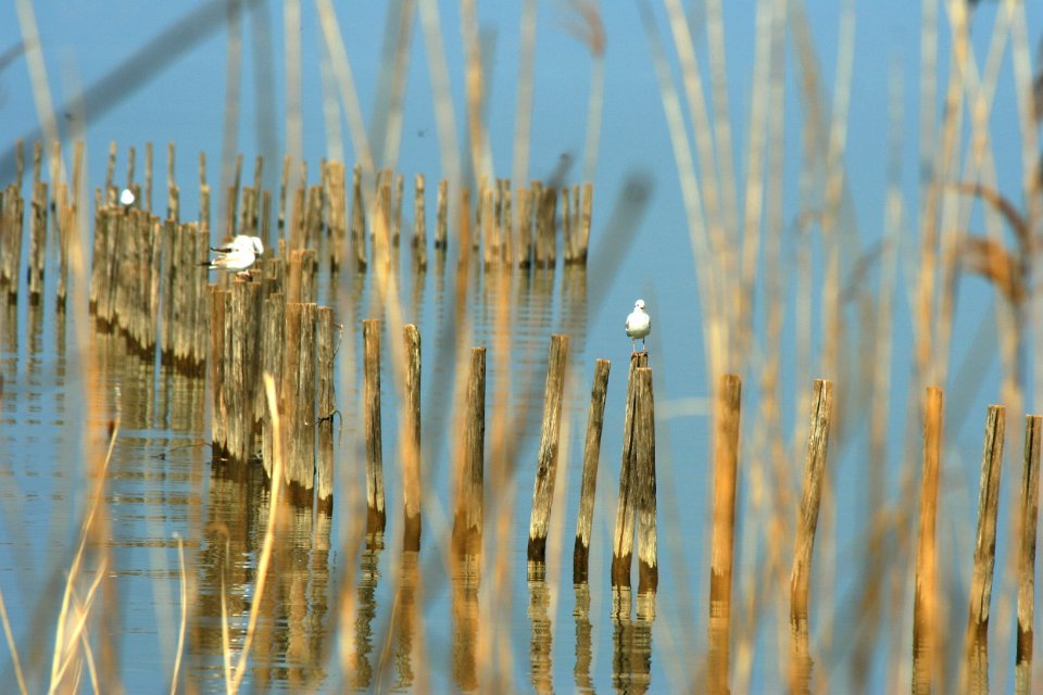 Lac du Bourget 15 2