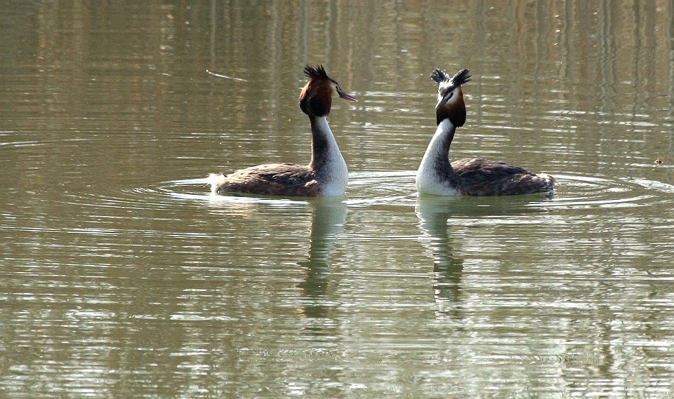 Parade de grebes