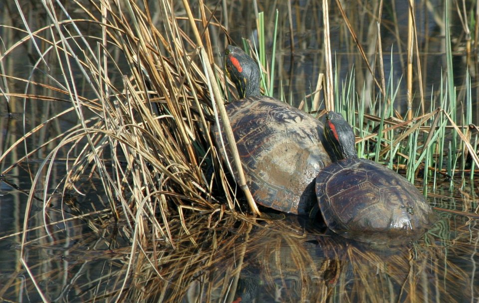 tortues de floride